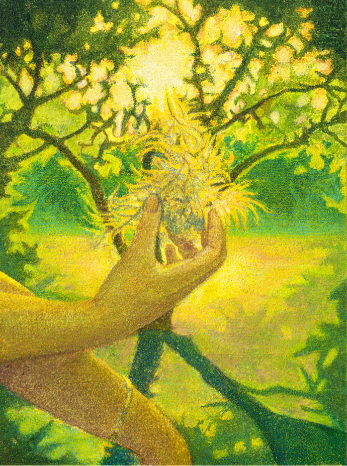 绒绒草